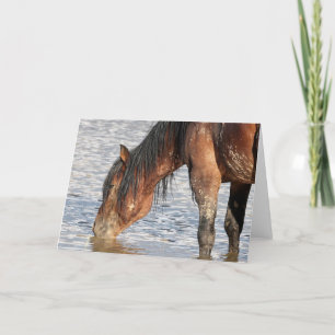 Wild Mustangs of the West Card