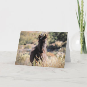 Wild Mustangs of the West Card
