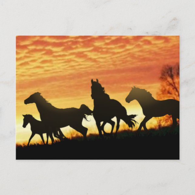 Wild Mustangs Postcard (Front)