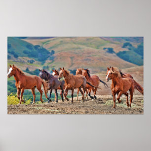 Wild Mustangs Poster