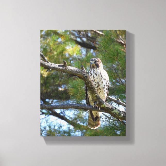 Wild Nature Red Shouldered Hawk Canvas Print (Front)