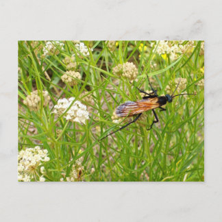Wild New Mexico Wasp Postcard