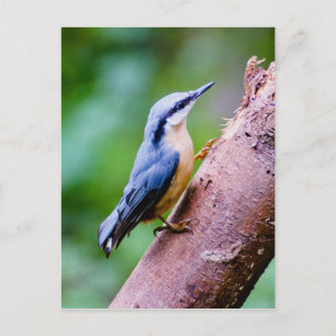 Wild Nuthatch In The Woods - Post card
