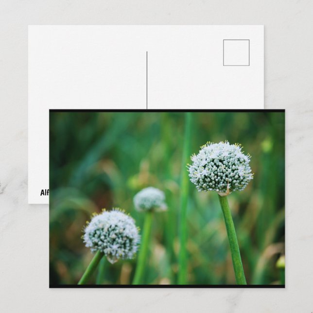 Wild Onion Blossom Postcard (Front/Back)