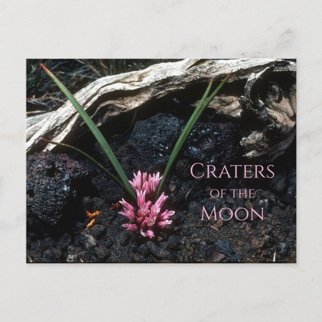 Wild Onion with Flower, Lava, Craters of the Moon Postcard (Front)