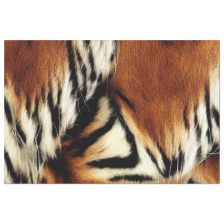 Wild Orange and White Tiger Stripes