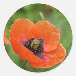 Wild Orange Poppy Flower in New Zealand Classic Round Sticker