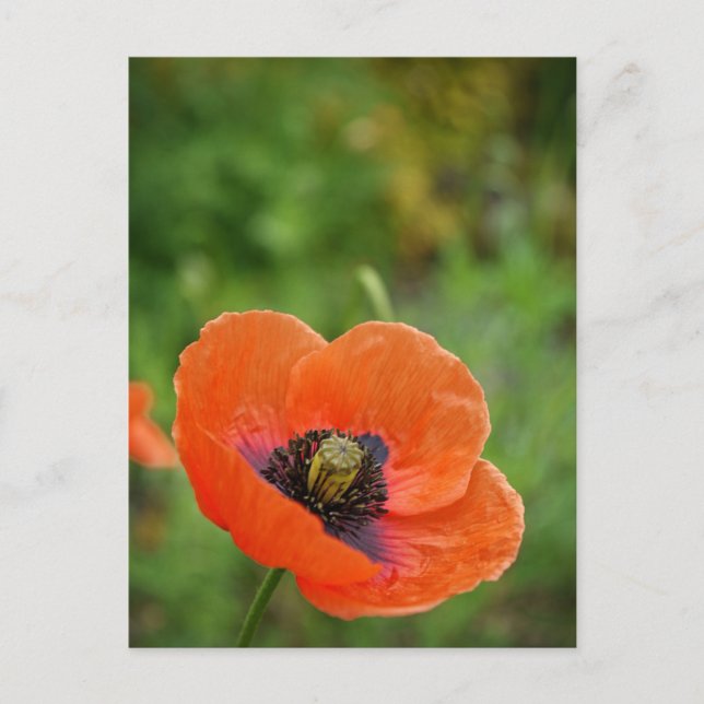 Wild Orange Poppy Flower (NZ) Postcard (Front)