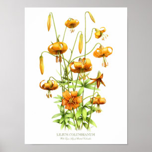 Wild Orange Tiger Lilies Original Art Print