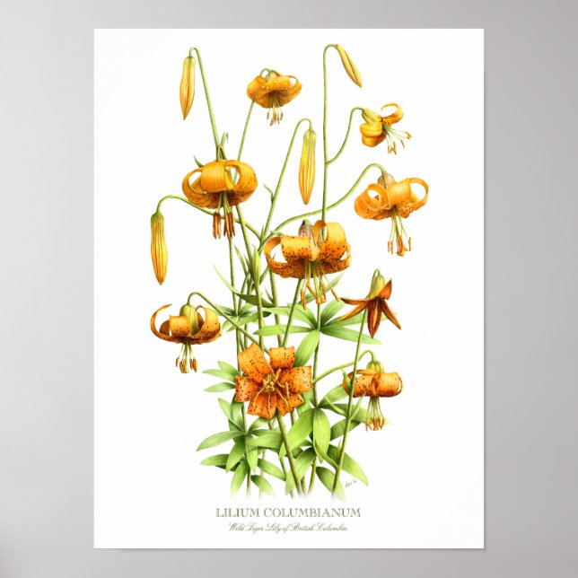Wild Orange Tiger Lilies Original Art Print (Front)