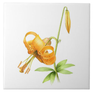 Wild Orange Tiger Lily Floral Botanical Art Tile