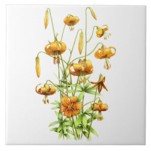 Wild Orange Tiger Lily Flowers Botanical Art Tile
