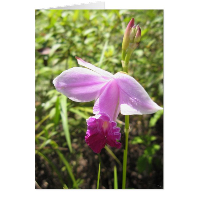 Wild Orchid - Customised (Front)