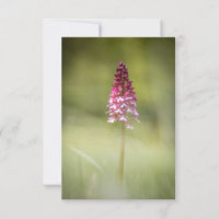 Wild Orchid Nature Photo