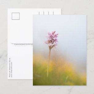 Wild Orchid Nature Photo Postcard