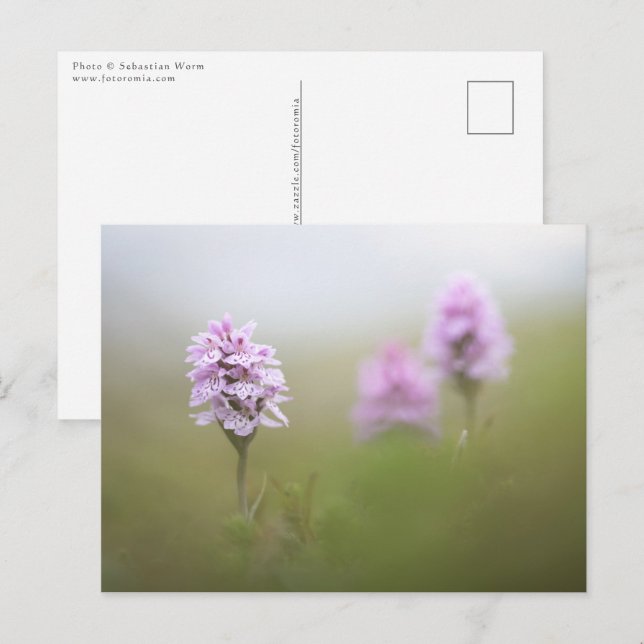 Wild Orchid Photo Postcard (Front/Back)