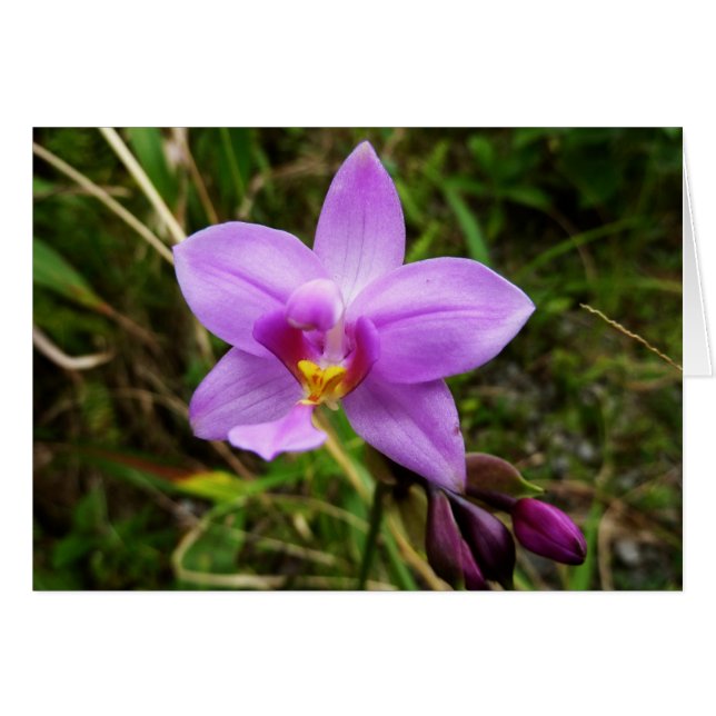 Wild Orchid Purple Tropical Flower (Front Horizontal)