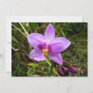 Wild Orchid Purple Tropical Flower Card