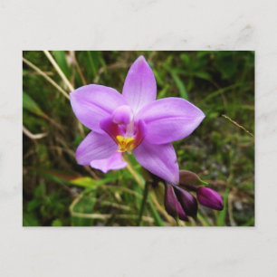 Wild Orchid Purple Tropical Flower Postcard