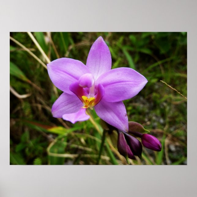 Wild Orchid Purple Tropical Flower Poster (Front)