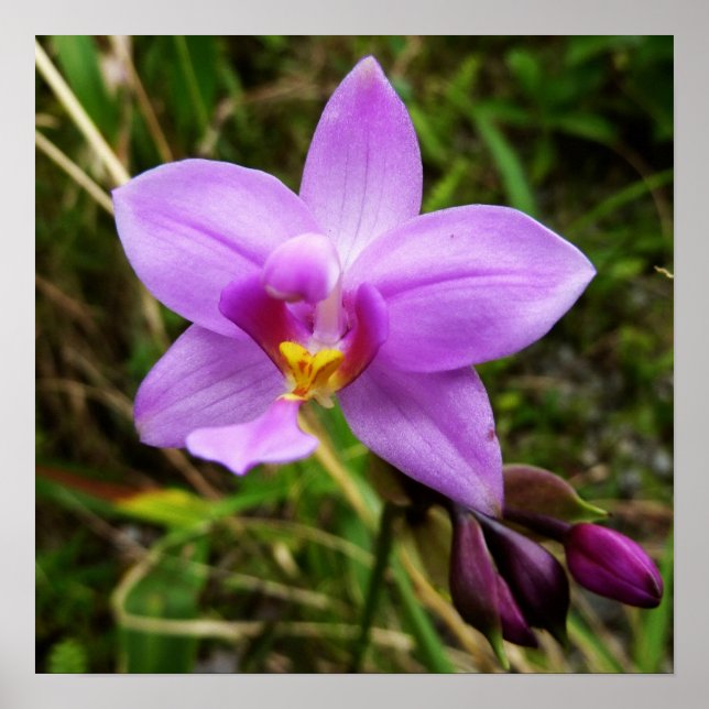 Wild Orchid Purple Tropical Flower Poster (Front)