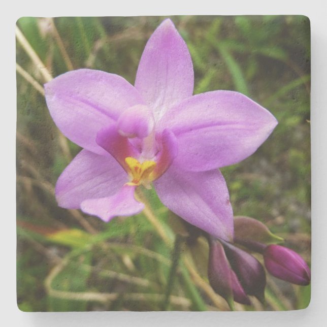 Wild Orchid Purple Tropical Flower Stone Coaster (Front)