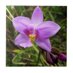 Wild Orchid Purple Tropical Flower Tile
