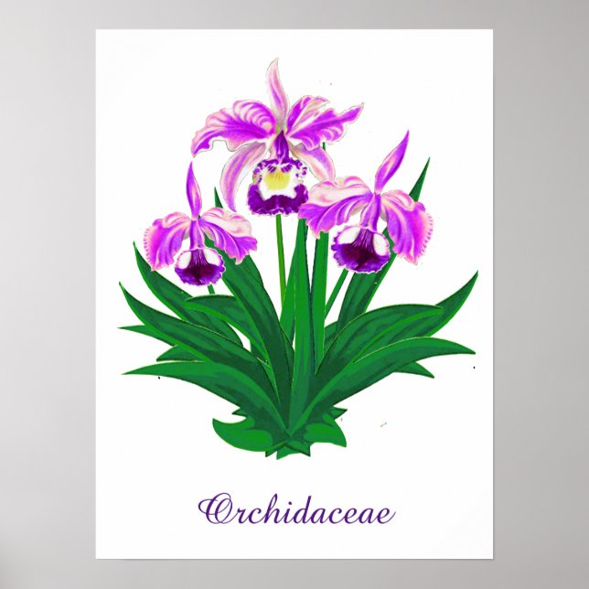 Wild Orchids - Light Purple Orchids and Foliage  Poster (Front)