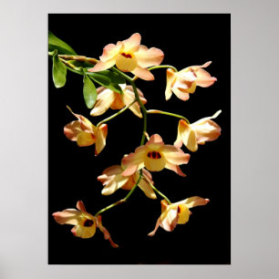 Wild Orchids Poster