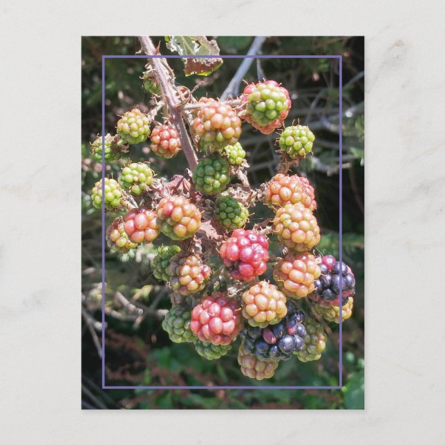 Wild Oregon Black Berry Photo Purple Pink Green Postcard (Front)
