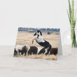 Wild Oregon Pinto Filly- HOPI Notecard