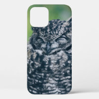 WILD OWL IN FRENCH FOREST