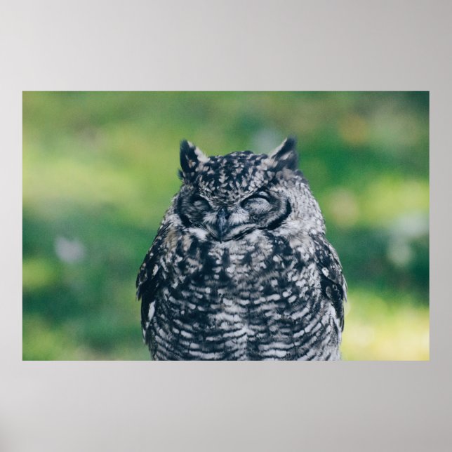 WILD OWL IN FRENCH FOREST POSTER (Front)