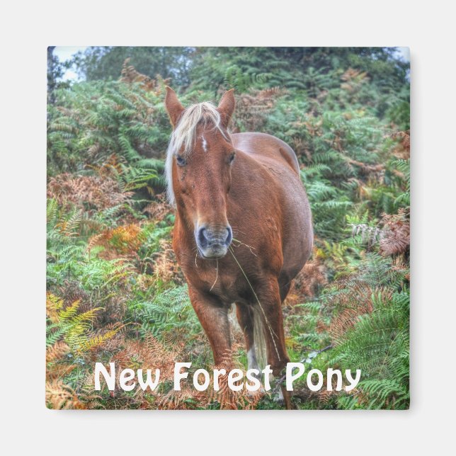 Wild Palomino New Forest Pony & Bracken - England Magnet (Front)