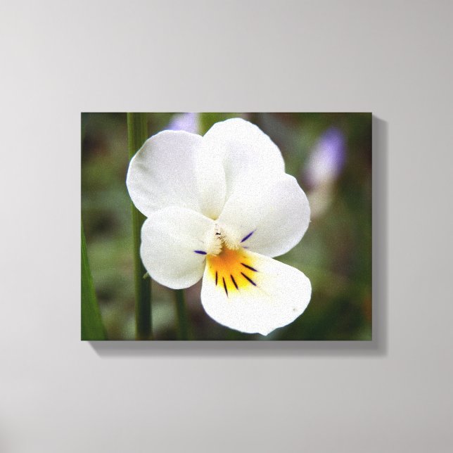 Wild Pansy Canvas Print (Front)