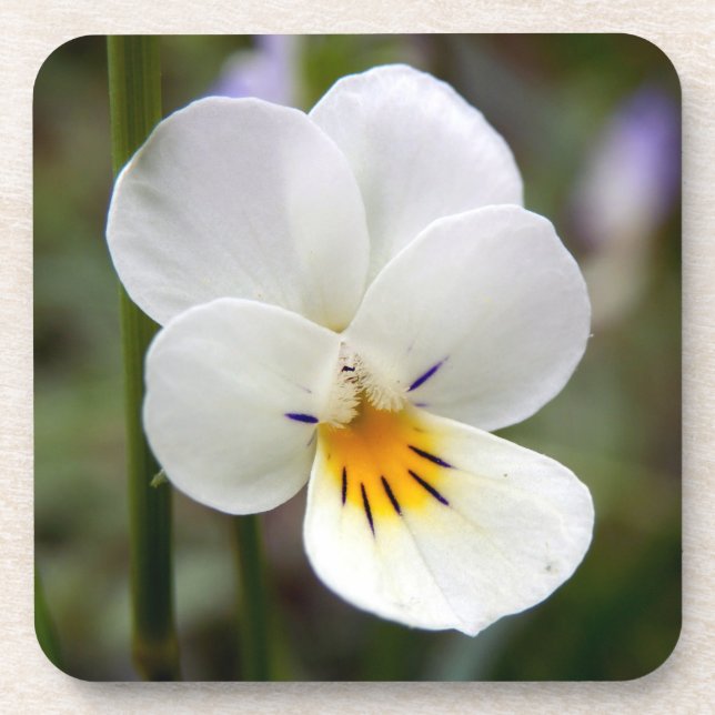 Wild Pansy Hard Plastic Coasters (Front)