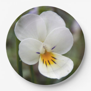 Wild Pansy Paper Plates