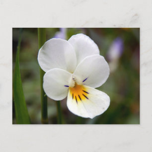 Wild Pansy Postcard