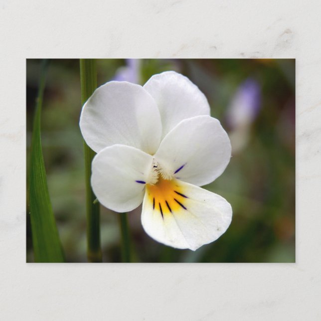 Wild Pansy Postcard (Front)