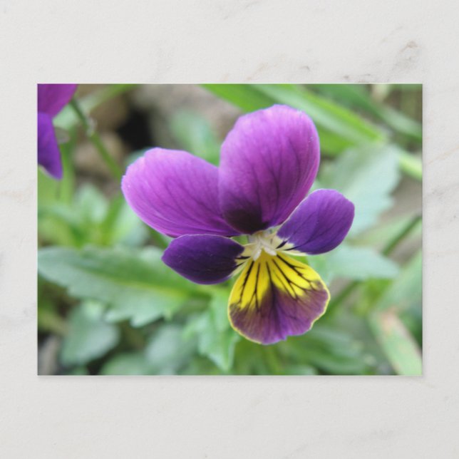 Wild Pansy Postcard (Front)