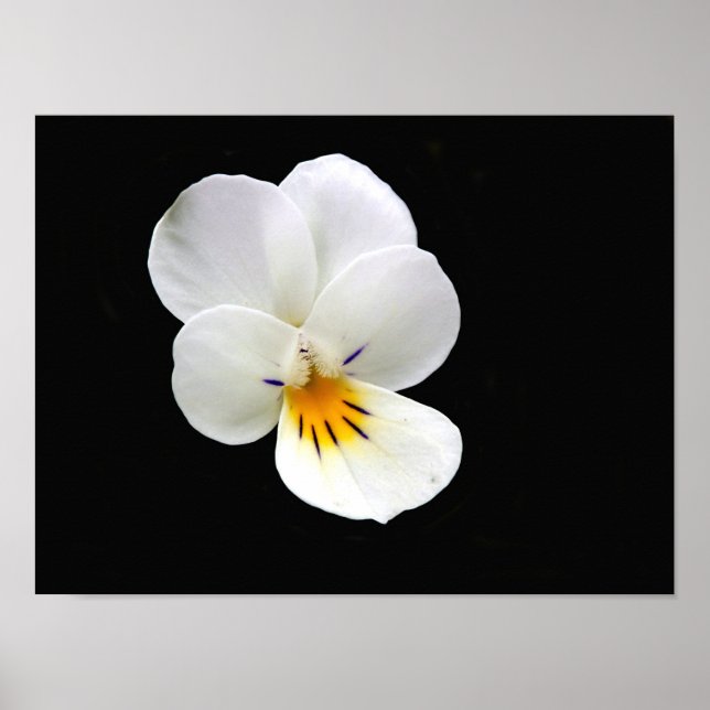 Wild Pansy Poster (Front)