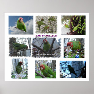 Wild Parrot of S.F. Poster