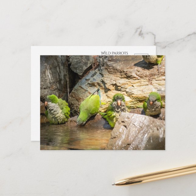 Wild Parrots Bathing in Spain Postcard (Front/Back In Situ)