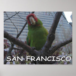 Wild Parrots of Telegraph Hill Poster