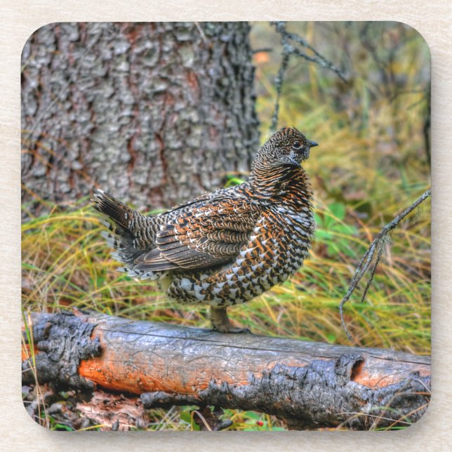 Wild Partridge & Forest Floor Game Bird Photo Coaster (Front)