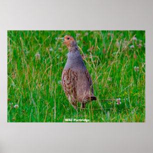 Wild Partridge Poster