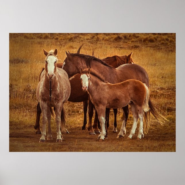 Wild Patagonia's Spirit Photography Poster (Front)