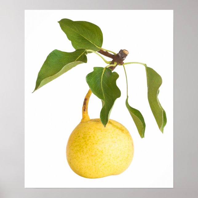 Wild pear poster (Front)