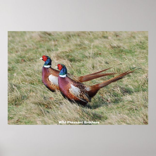Wild Pheasant Brothers Poster (Front)
