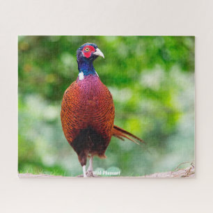 Wild  Pheasant Jigsaw Puzzle